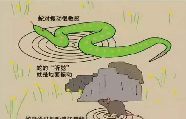 解析梦境中的蛇，为何你连续几天被大蟒蛇追赶？