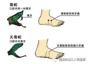 做梦梦见蛇咬了自己的脖子，梦境解析与心理启示