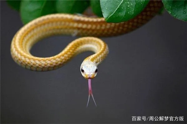 梦境奇遇，梦见蛇红烧吃的深层解析与心理启示