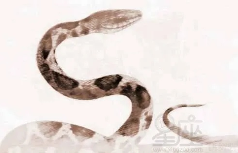 梦境解析，梦到亲人家里有蛇杂成两半的深层含义与心理暗示