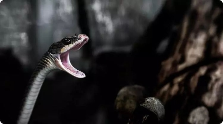 我梦见了蛇来咬，探索梦境中的隐秘信息