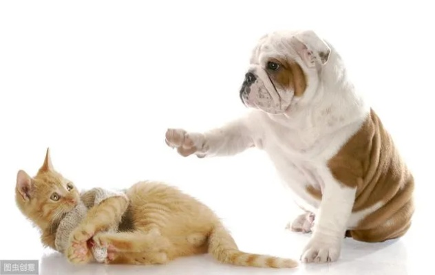 梦见狗和猫，解读梦境中的忠诚与独立