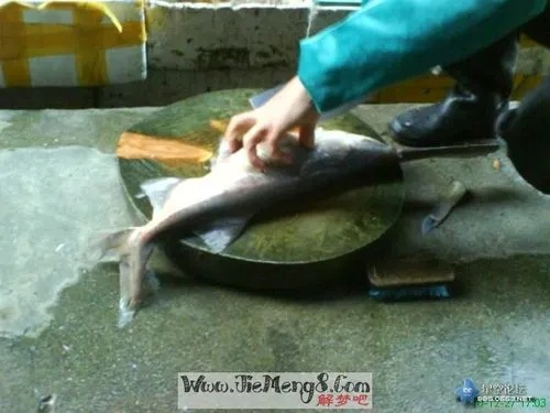 梦境解析，梦抓大鱼杀鱼，鱼皮剥落，血流成河