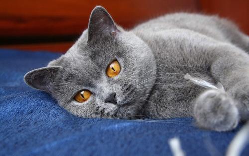 梦到猫，梦境背后的神秘预兆与心灵启示
