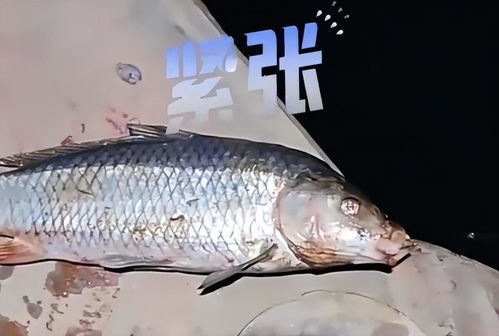 梦境解析，梦见活鱼吃死鱼的深层含义与心理暗示