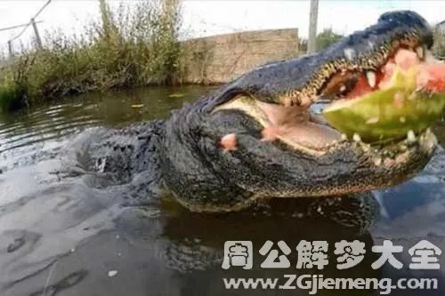 梦境中的惊险追逐，梦见鳄鱼追我，危机中的援手