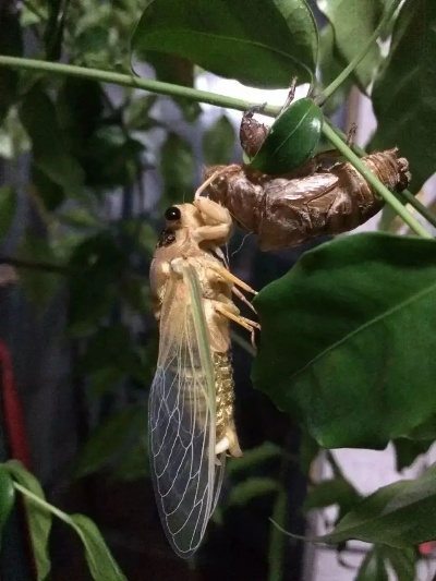 梦境解析，蝉之蜕变——探索内心力量的觉醒