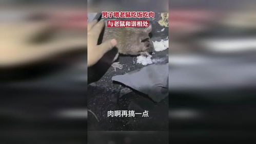 男人梦见老鼠，潜意识的警示与内心世界的映射