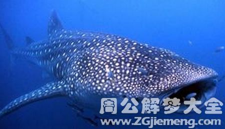 梦见自己钓了条小鱼朋友钓了天奇怪的大鱼，周公解梦揭示深层含义