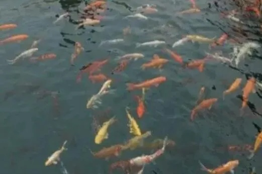 梦境探秘，水库捞出熟鱼的深层寓意与心理解析
