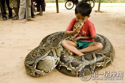 梦境解析，为何梦中蛇儿追人，食物诱惑下竟安然无恙？