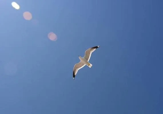 梦见飞翔，是成长的预兆，还是心灵的释放？