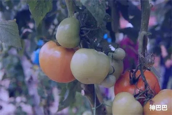 梦境中的奇异果实，解析梦见柿子树上结满巨大西红柿的寓意