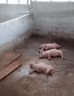 梦境解析,梦见开车却躺着操控,身体与意志的错位 梦境解析,梦见开车却躺着操控,身体与意志的错位