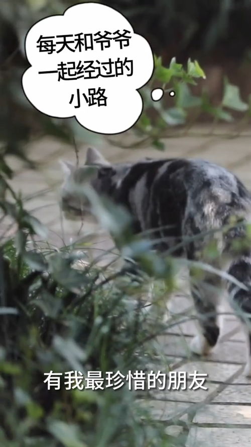 梦回心痛，我心爱的猫逝去之夜的泪水