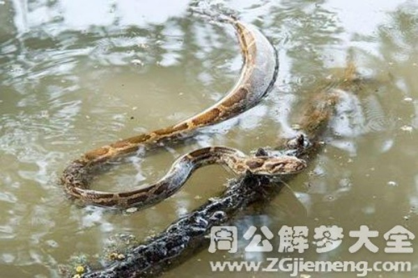 梦境探秘，在蛇影与鱼跃之间，解析梦见在水中踩到一堆蛇上抓鱼的深层含义