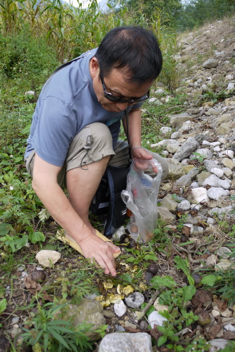 梦见核桃树长了樱桃草莓，梦境的奇妙与内心的启示