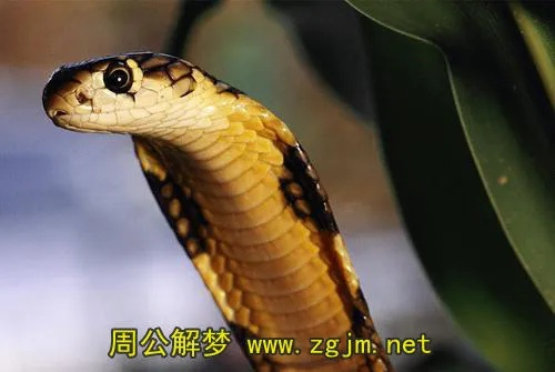 梦境中的蜕变启示，梦见蛇洞脱皮与小蛇的寓意解析