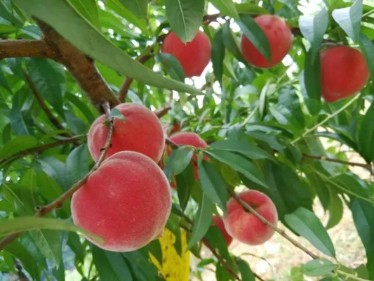 孕妇梦见树上长满桃子，寓意与解读