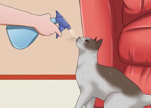 梦境解析，被解救的猫咪与家庭的守护神