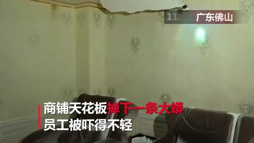 梦见家里小狗狂犬天花板吊顶上掉下一条蛇在颈窝，探索梦境背后的深层含义与预兆