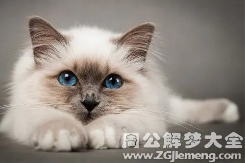 梦见猫坠怀而亡，潜意识中的情感与象征解析