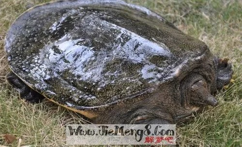 梦境探秘，梦见抓到两只大甲鱼——寓意与解析