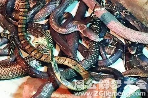 梦境中的隐秘警示，解析我老公梦见晚上家里进了很多蛇且被咬住命根不放的深层含义