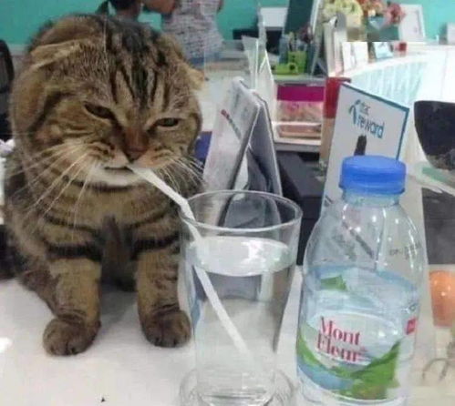 请高人解梦，我昨晚梦到猫抓我不放，我是女的
