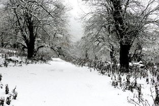 梦见下好大的雪，寓意与解析