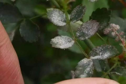 梦境解析，梦到家中的蜘蛛网困住了虫子