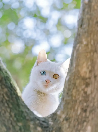 梦境交织，门内门外的猫生哲学