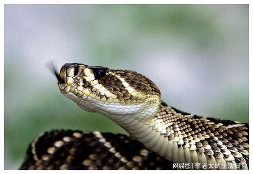 梦境解析，梦见好大一条蛇——探索潜意识深处的象征与启示