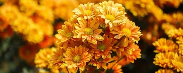 梦境中的色彩盛宴，解析梦见摘黄菊花、白菊花、紫菊花的深层含义