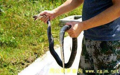 梦境解析，梦到脚踩住眼镜蛇的象征意义与深层含义