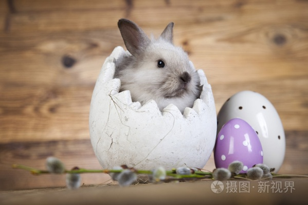 梦境解析,兔子与鸡蛋的奇妙邂逅——探索梦到兔子吃鸡蛋的深层含义 梦境解析,兔子与鸡蛋的奇妙邂逅——探索梦到兔子吃鸡蛋的深层含义