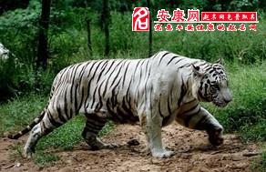 做梦梦到被老虎咬，探索梦境背后的深层含义与心理解析