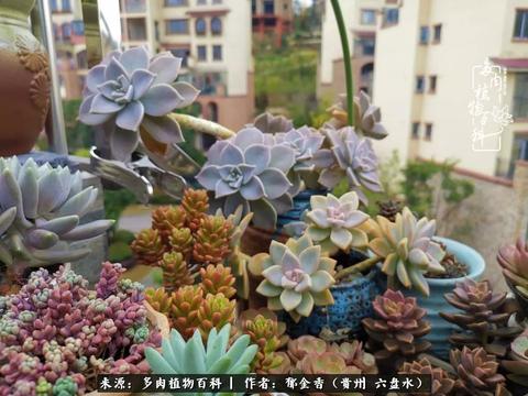 周公解梦，婆婆从房顶摔下去，寓意何在？