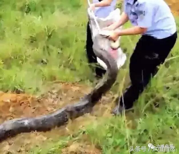 解梦，疯狂大蟒蛇吃人的梦境深层含义与心理解析