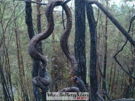 梦境解析，梦见蛇被我用火烟熏死，寓意何在？