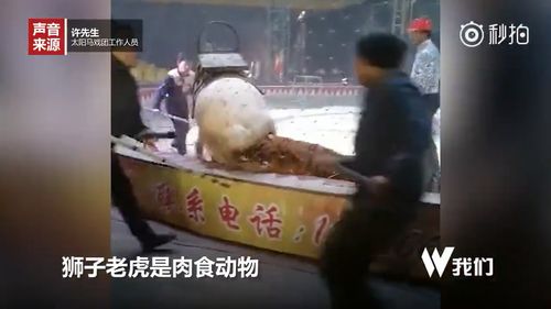周公解梦，梦见与丈母娘共扫大街，却意外迷路的心灵启示
