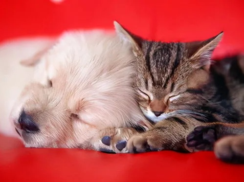 白天做梦梦见猫狗狐狸，探索梦境背后的深层含义与解析