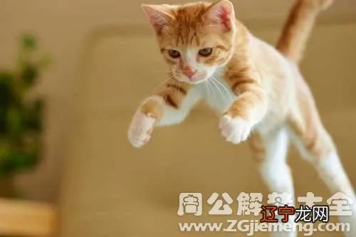 梦见猫向我扑来，梦境解析与心理启示