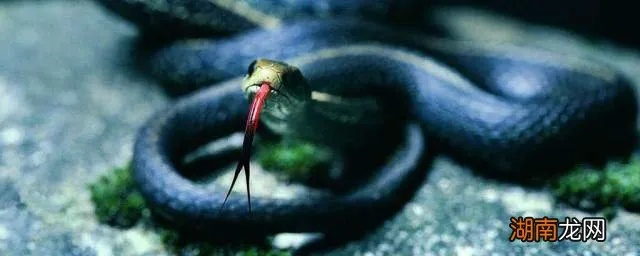 周公解梦，梦见蛇咬我嘴——梦境背后的深层含义与解析