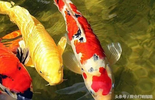 梦境解析，梦到炖了一大锅鱼——寓意丰富，象征财富与机遇