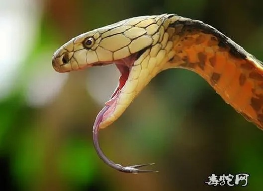 梦境解析，梦到蛇咬自己的两只脚底，寓意何在？