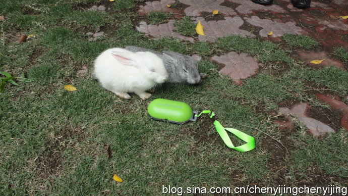 周公解梦，梦见老公花花肠子，揭示内心的不安与期待