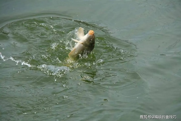 梦境垂钓，未得鱼儿反遇蛇，迷信与解梦的双重视角
