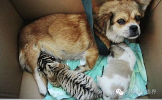 梦境解析，已故亲人引领与追逐之犬的深层含义