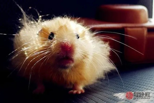 梦境解析,昨晚梦见众多鼠辈中的一抹白毛 梦境解析,昨晚梦见众多鼠辈中的一抹白毛